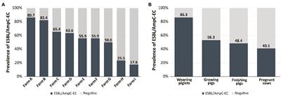 Prevalence, Characteristics and Clonal Distribution of Extended-Spectrum β-Lactamase- and AmpC β-Lactamase-Producing Escherichia coli Following the Swine Production Stages, and Potential Risks to Humans